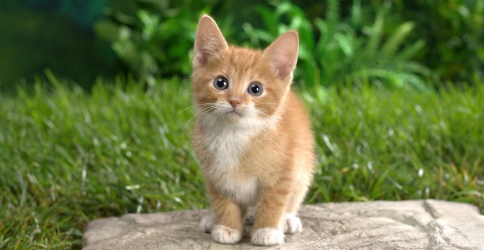 Jak australské kočky zaplatí