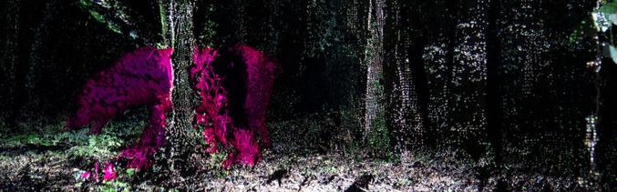 A co procházka prehistorickým lesem?