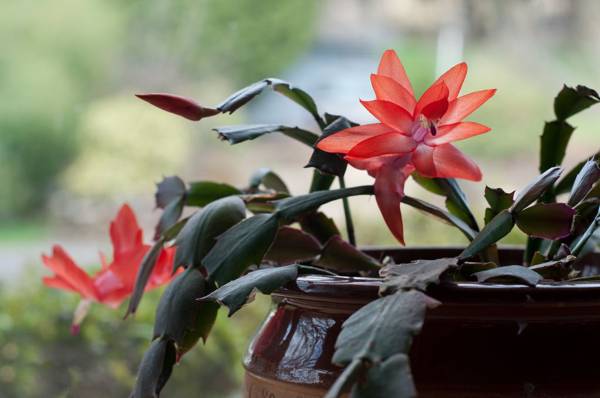 květina Decembrist si můžete nechat doma 