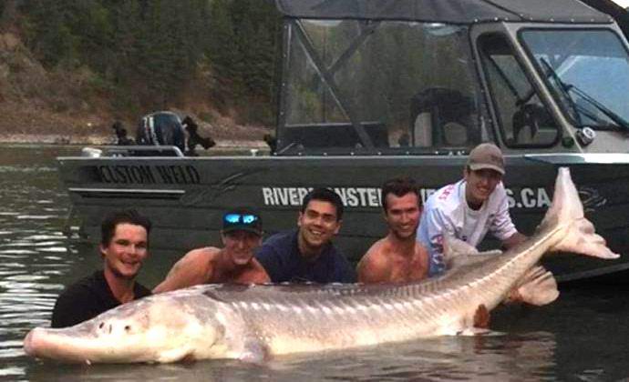 Kanaďané chytili legendárního jesetera monster