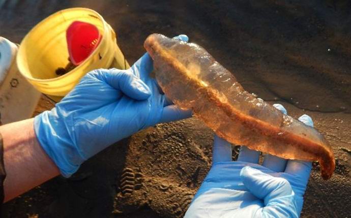 Kanadský pár chytil tajemné stvoření v jezeře