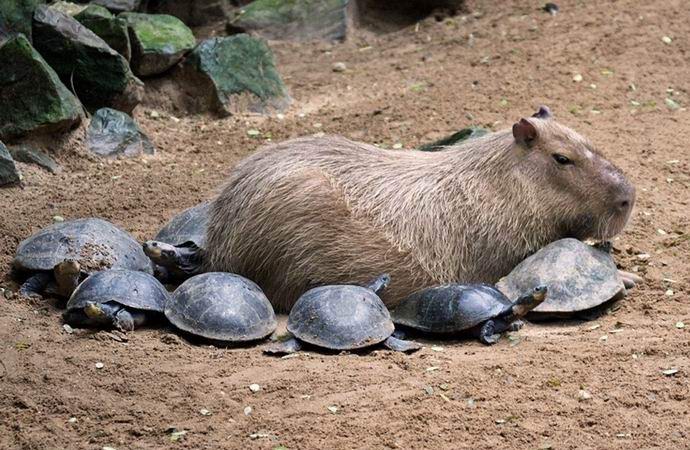 Capybara je mysticky atraktivní hlodavec, který každý miluje.
