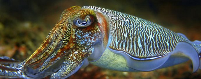Sépie - mořští chameleoni
