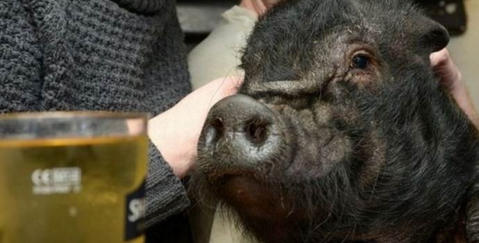 Trpasličí prase v londýnské hospodě se už nelévá