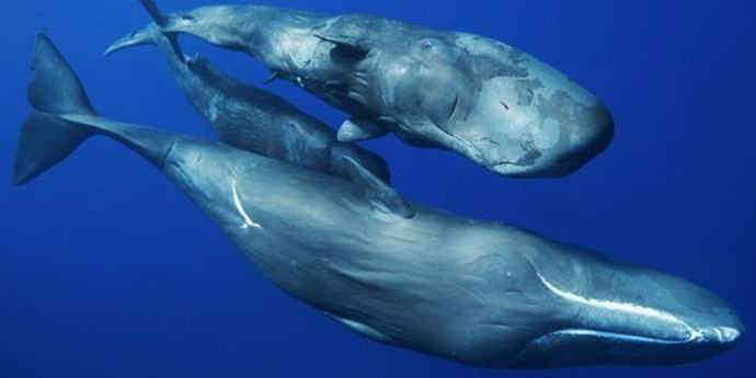 Velryby spermie používají různé dialektů a mají svou vlastní kulturu.