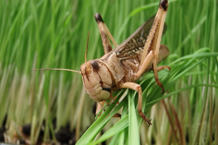 Poprava Egypta - Locust