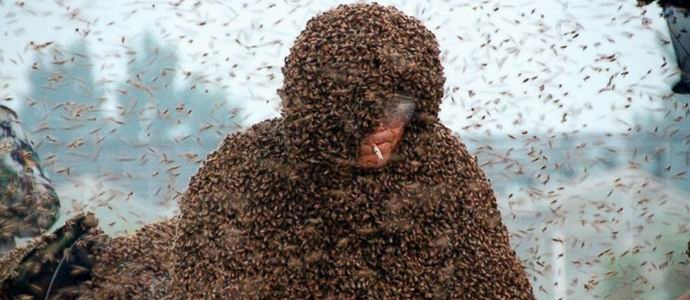 Číňané se dobrovolně zasekli milionem živých včel