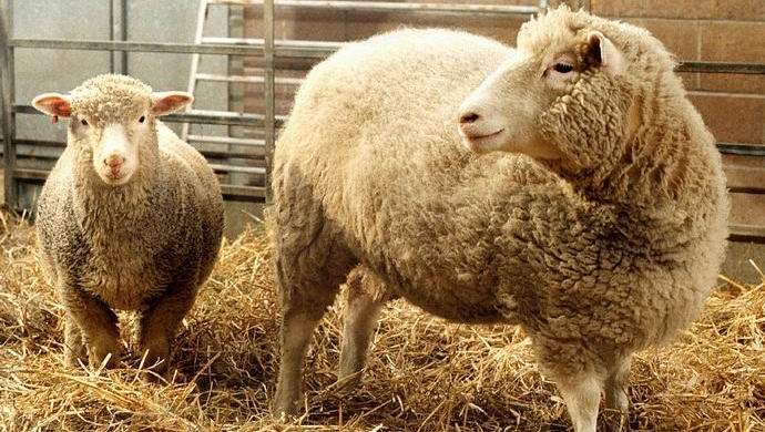 Číňané začnou klonovat komerční zvířata