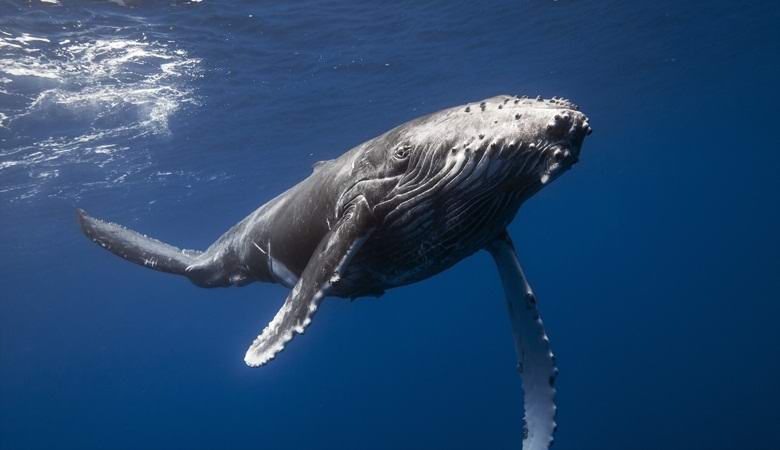 Velryby a delfíni nemohou pít slanou vodu, ale co potom pijí?