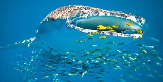 Žralok velrybí se stal hvězdou internetu a hodoval se na rybářské síti.