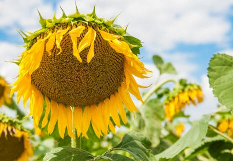Slunečnice. Fotografie z pbf-kolos.com.ua