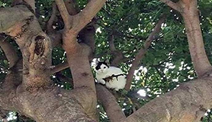 Kočka s puškou vyděsila Američana