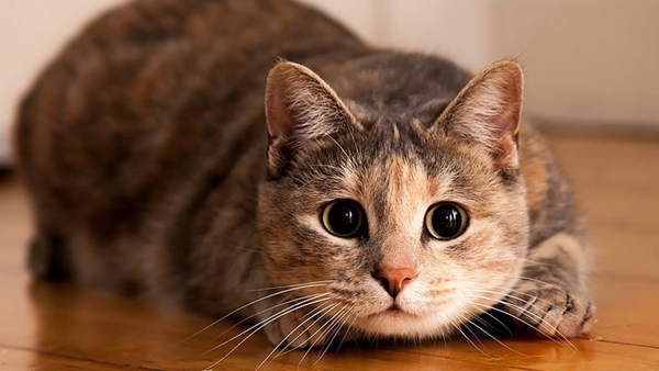 známky spojené s kočkami v domě 