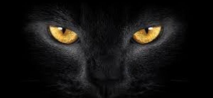 Kočky, které nás stále potěší, vyděsí a překvapí.