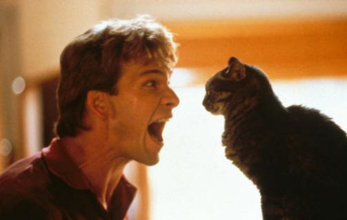 Kočky skutečně vidí něco nepřístupného pro lidské oči.