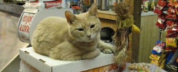 Cat Stubbs - první kočičí starosta na světě