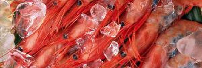 Krevety šly na solární panely