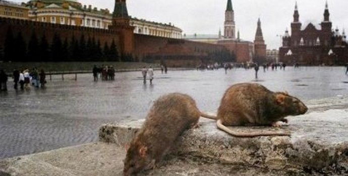 Krysy v Moskvě jsou mnohem více lidí