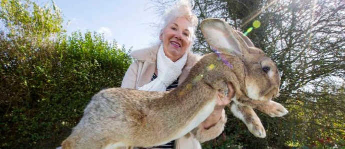 Králíci-šampióni