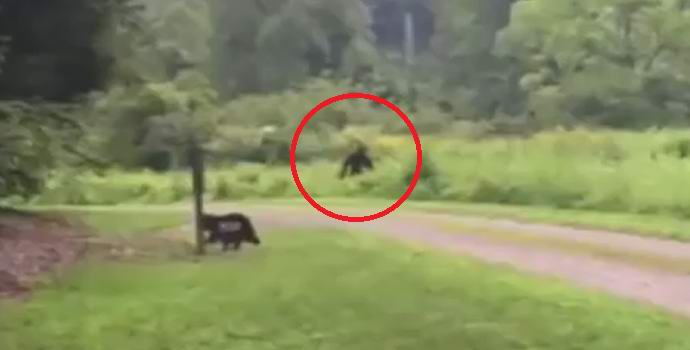 Malý pes vystrašil bigfoot