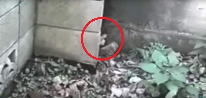 Malý elf zachytil videokameru dětí