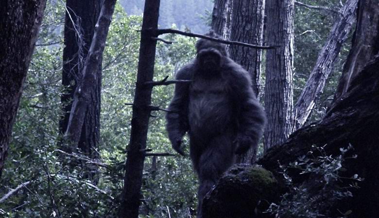 Někdo, možná yeti, se přiblížil k video pasti v lese