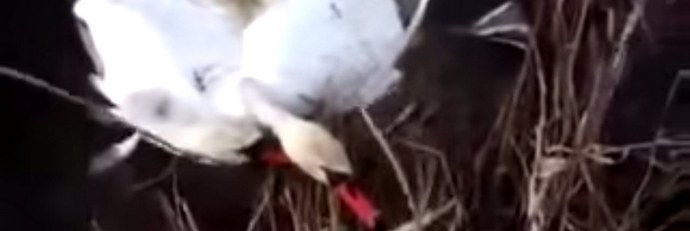 Labutě se mohou zamotat do krku a ... zahynout