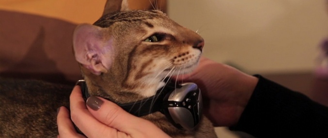 Nejlepší hračky pro kočky nebo jejich majitele?