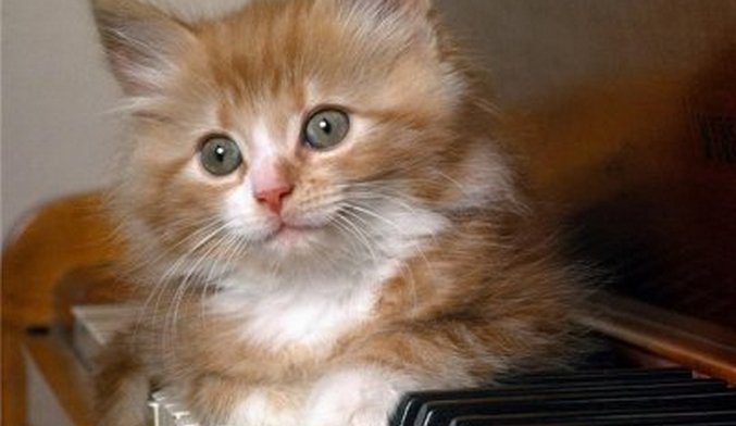 Mají kočky rádi klasickou hudbu?