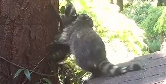 Maminka mýval dává první lekci svému dítěti