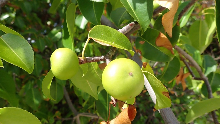 Mancinella strom - nejnebezpečnější rostlina na Zemi