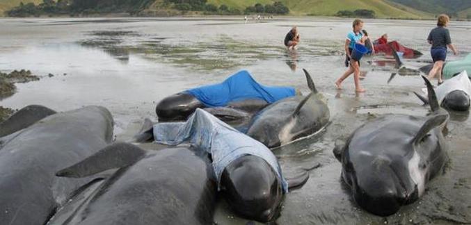 Dolphinova masivní sebevražda se opakuje sama