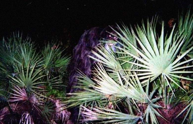 Mýtická skunk opice znovu zasáhla objektiv fotoaparátu