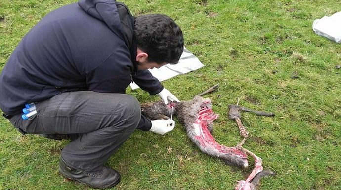 Mystické kočky Anglie