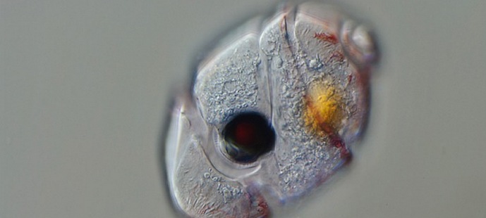 Vícebuněčné oko se objevilo v jednobuněčném organismu