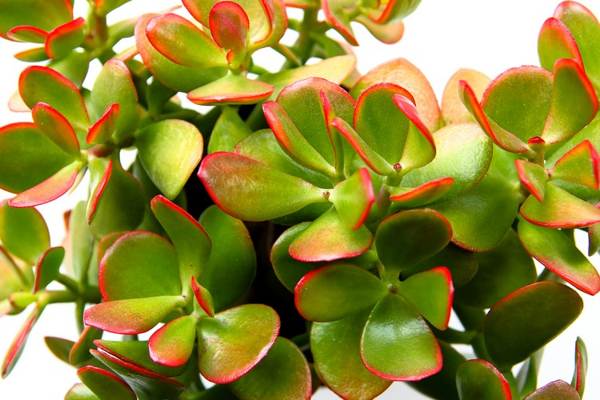 strom peněz, můžete si doma nechat cedule 