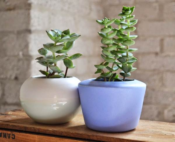 znamení a pověry o stromech peněz 