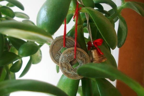 květinové peníze strom znamení a pověry 