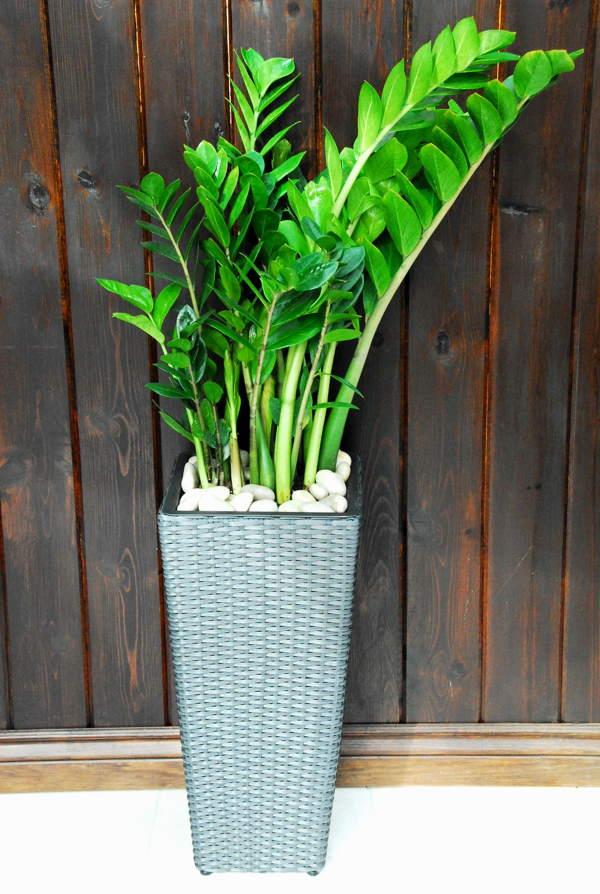 znaky dolaru a pověry 