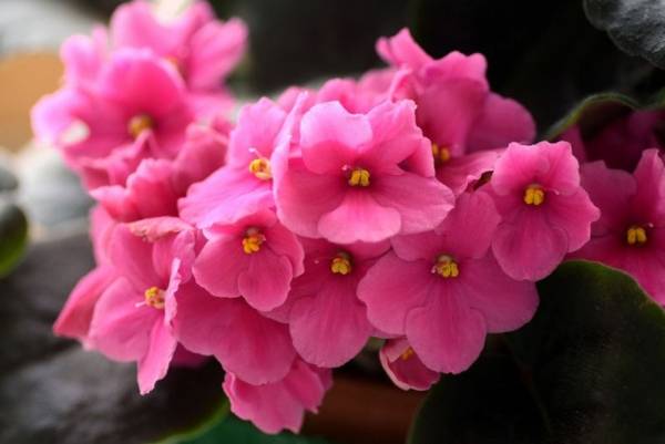 fialová v domě znamení  