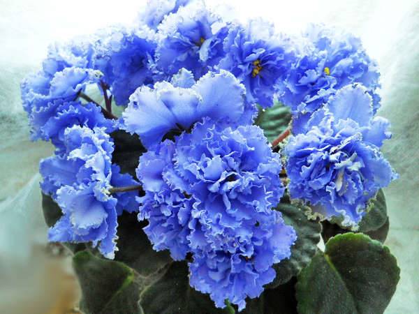 znamení o fialkách 