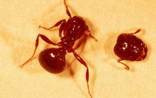 Moucha okradne mravence o hlavu