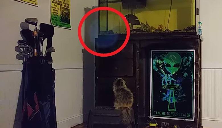 Muž zachytil mimozemskou podstatu v objektivu videokamery.