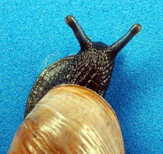 V нимание! Hermafrodit!  (Foto Charles & amp; Clint.)