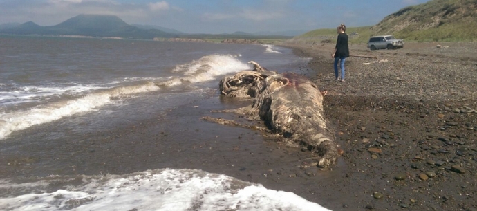Na pobřeží Sakhalinu vlny vrhaly tělo dinosaura.