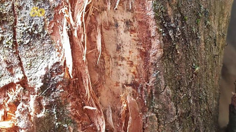 Nalezeno na dřevěném bloku