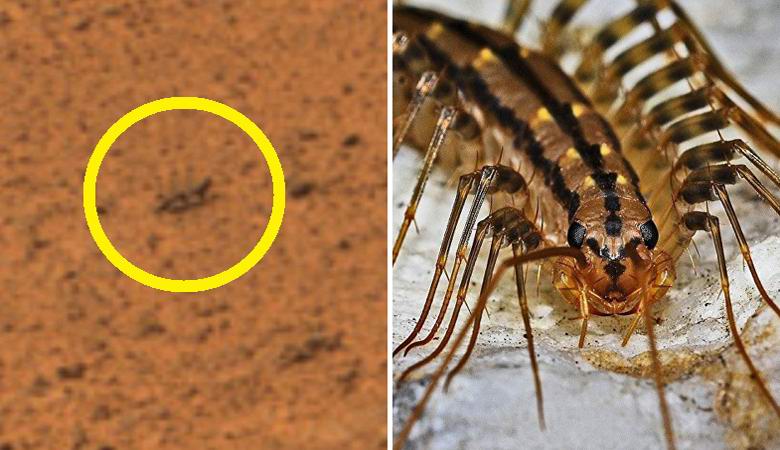 Na Marsu byl objeven plazivý insektoid