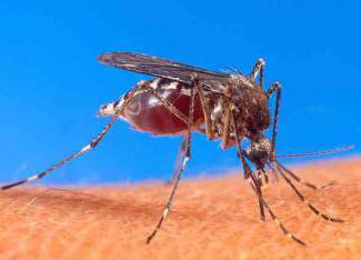 K radosti letního obyvatele: byl vytvořen nový typ komára!