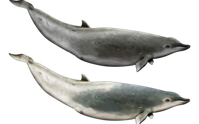 Video poprvé zachytilo nejvzácnější velryby