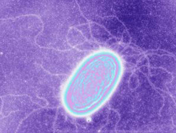 Jedna z elektrických bakterií